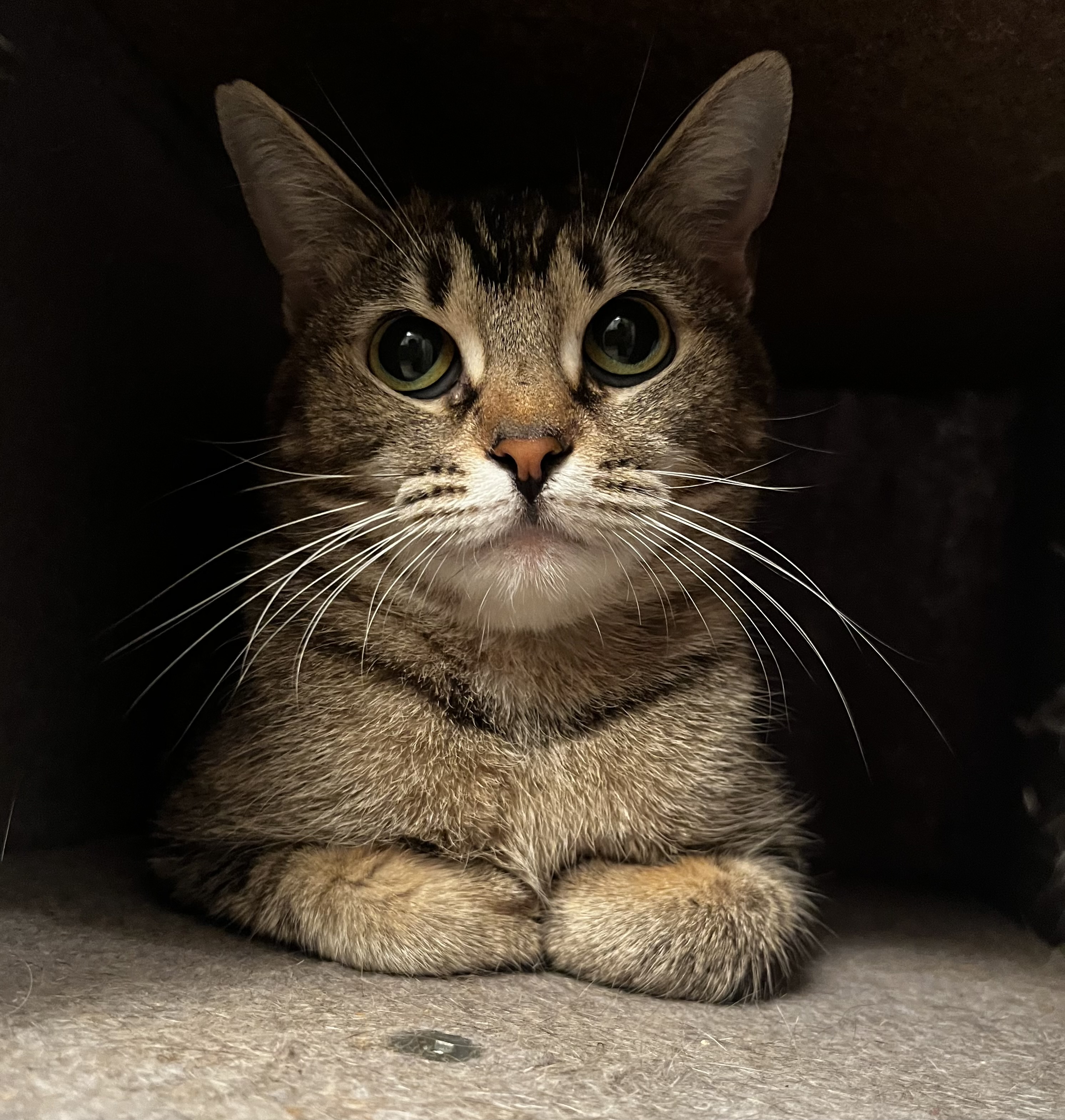 Enlarge Buttercup, a Adoptable Tabby in Tallahassee, FL image 3/3