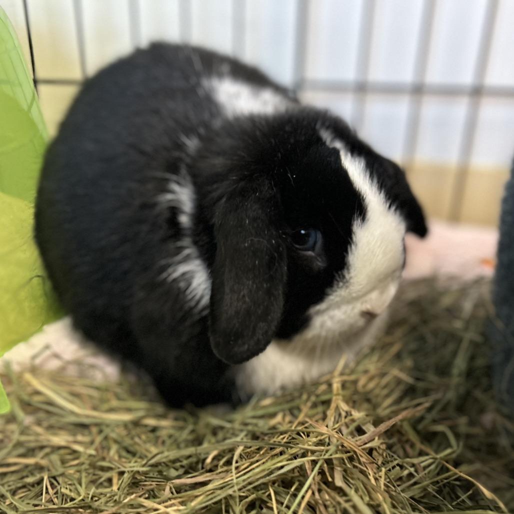 Enlarge Lady, a Adoptable Mini Lop in South Burlington, VT image 1/6