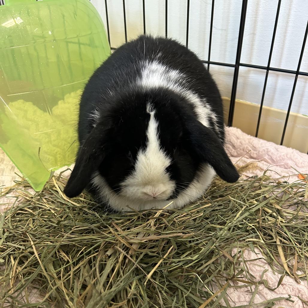 Enlarge Lady, a Adoptable Mini Lop in South Burlington, VT image 2/6