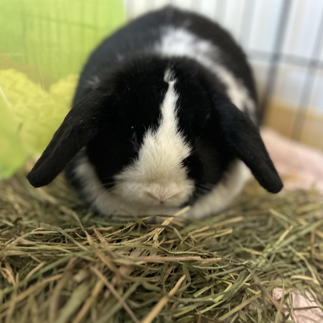Enlarge Lady, a Adoptable Mini Lop in South Burlington, VT image 4/6