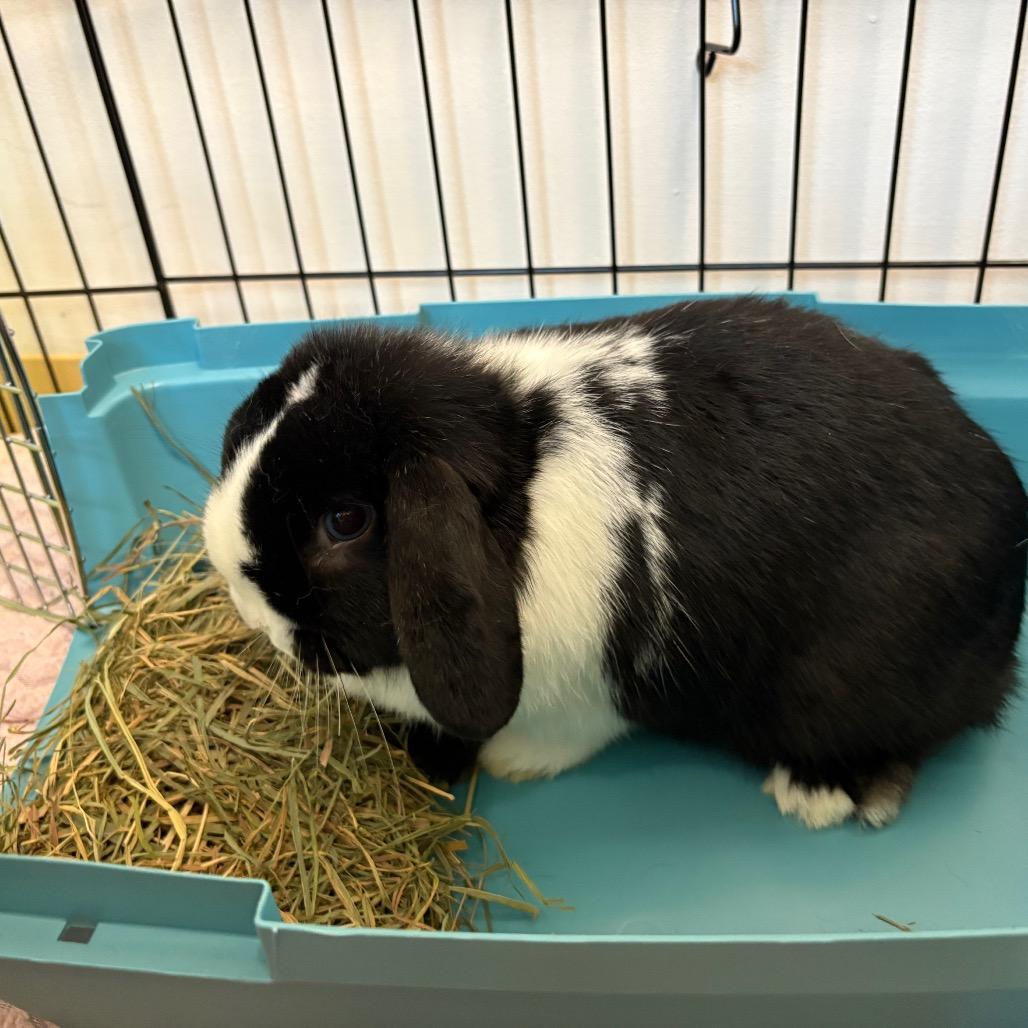 Enlarge Lady, a Adoptable Mini Lop in South Burlington, VT image 5/6