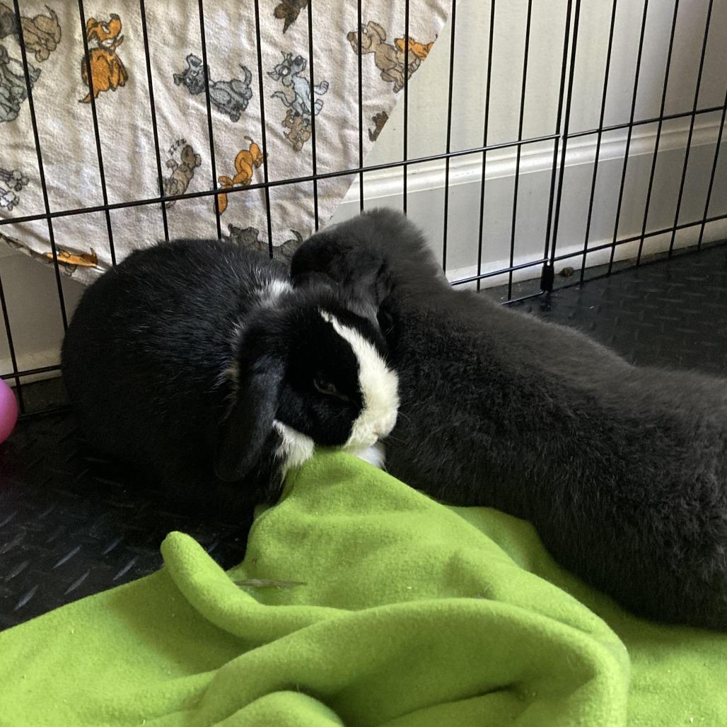 Lady, a Adoptable Mini Lop in South Burlington, VT image 5/6