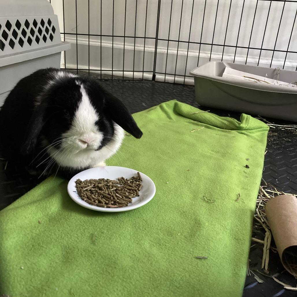 Enlarge Lady, a Adoptable Mini Lop in South Burlington, VT image 6/6