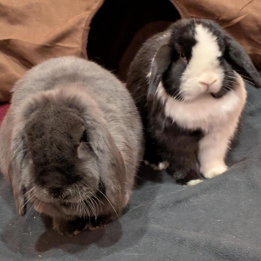 Enlarge Lady, a Adoptable Mini Lop in South Burlington, VT image 6/6