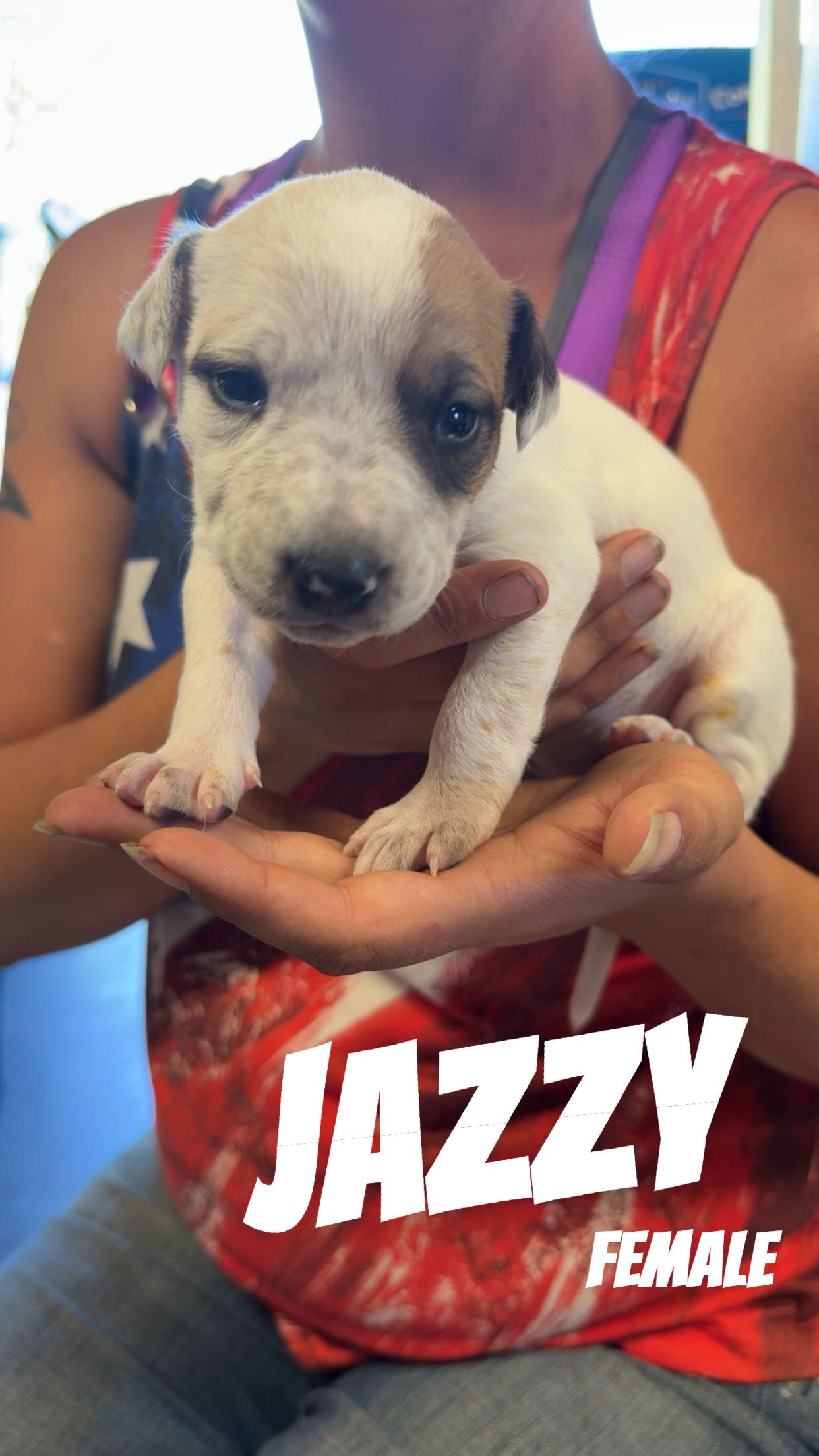 Jazzy, a Adoptable Australian Cattle Dog / Blue Heeler in Klamath Falls, OR image 2/3