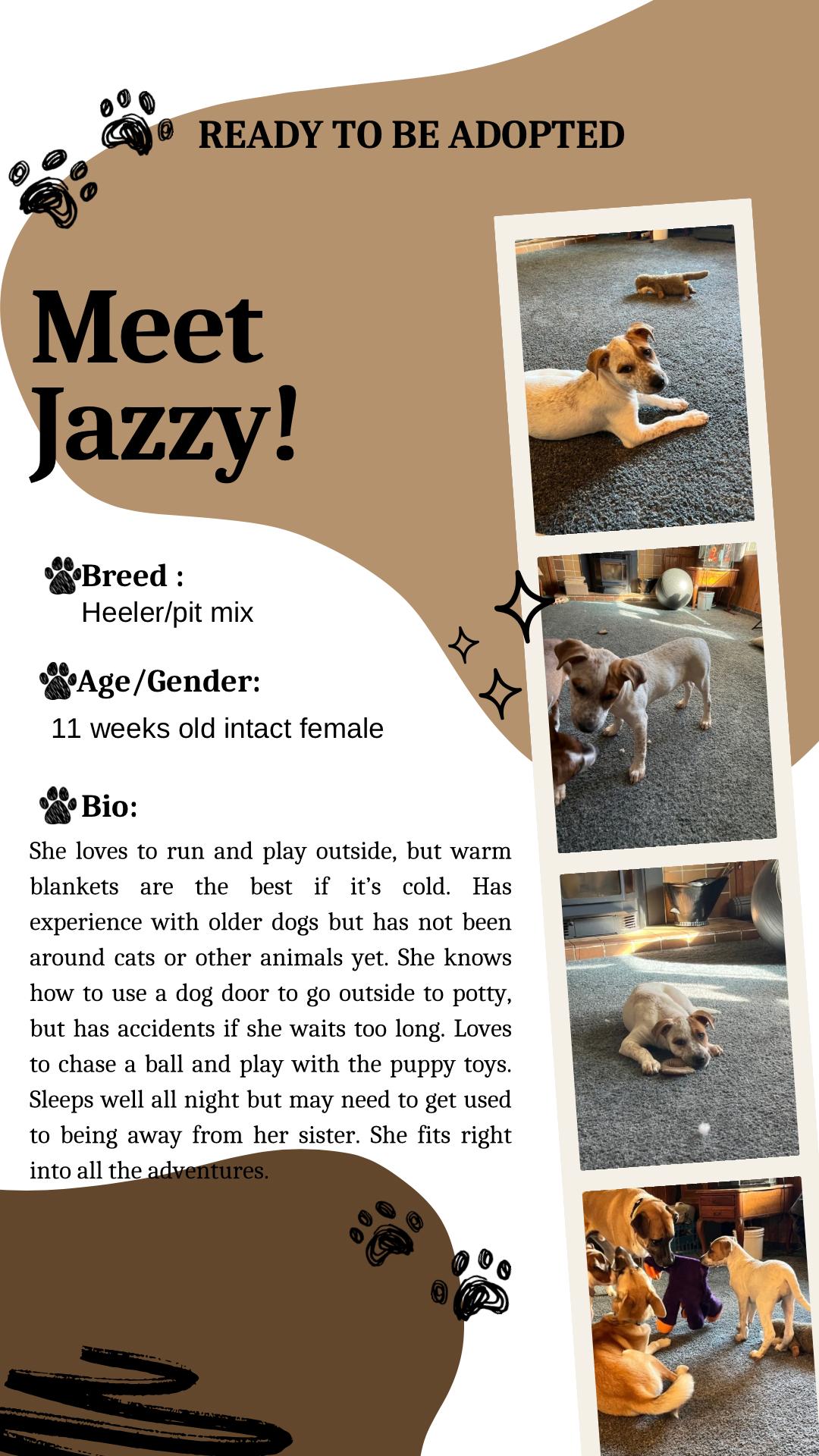 Jazzy, a Adoptable Australian Cattle Dog / Blue Heeler in Klamath Falls, OR image 1/3