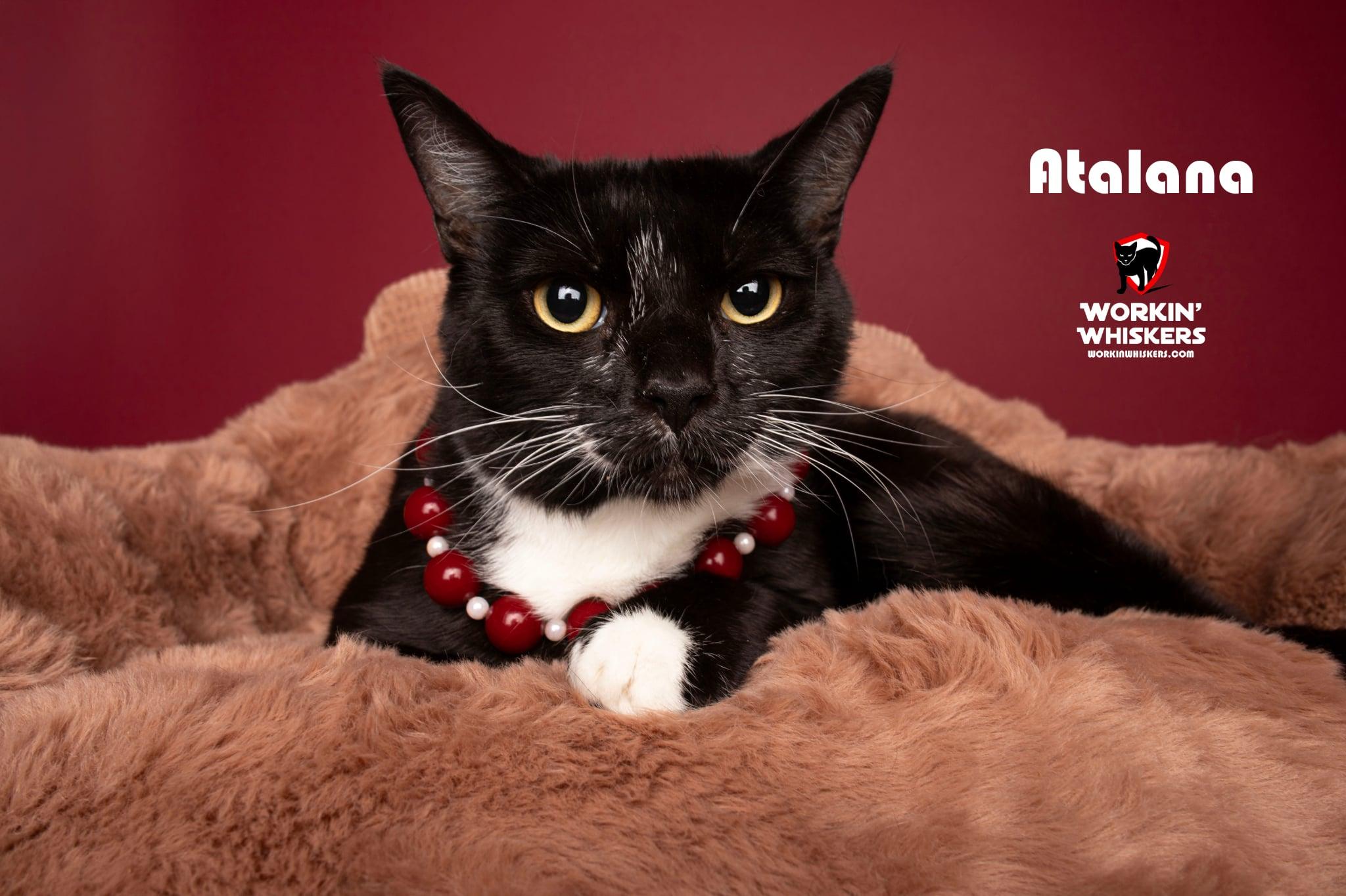 Enlarge ATALANA, an adopted mixed breed in Murrieta, CA image 1/6