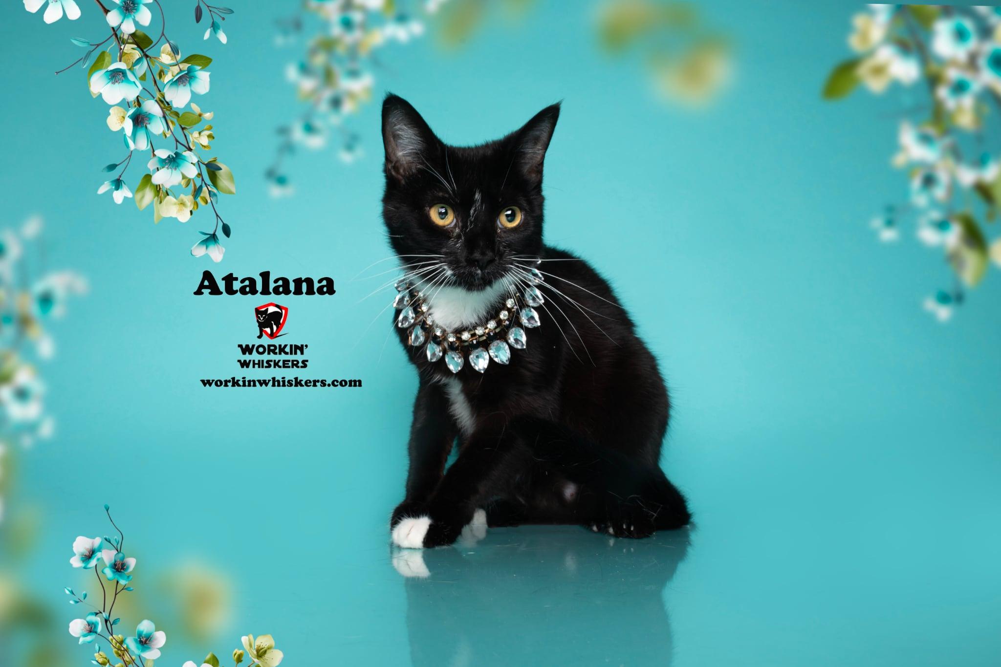 Enlarge ATALANA, an adopted mixed breed in Murrieta, CA image 4/6