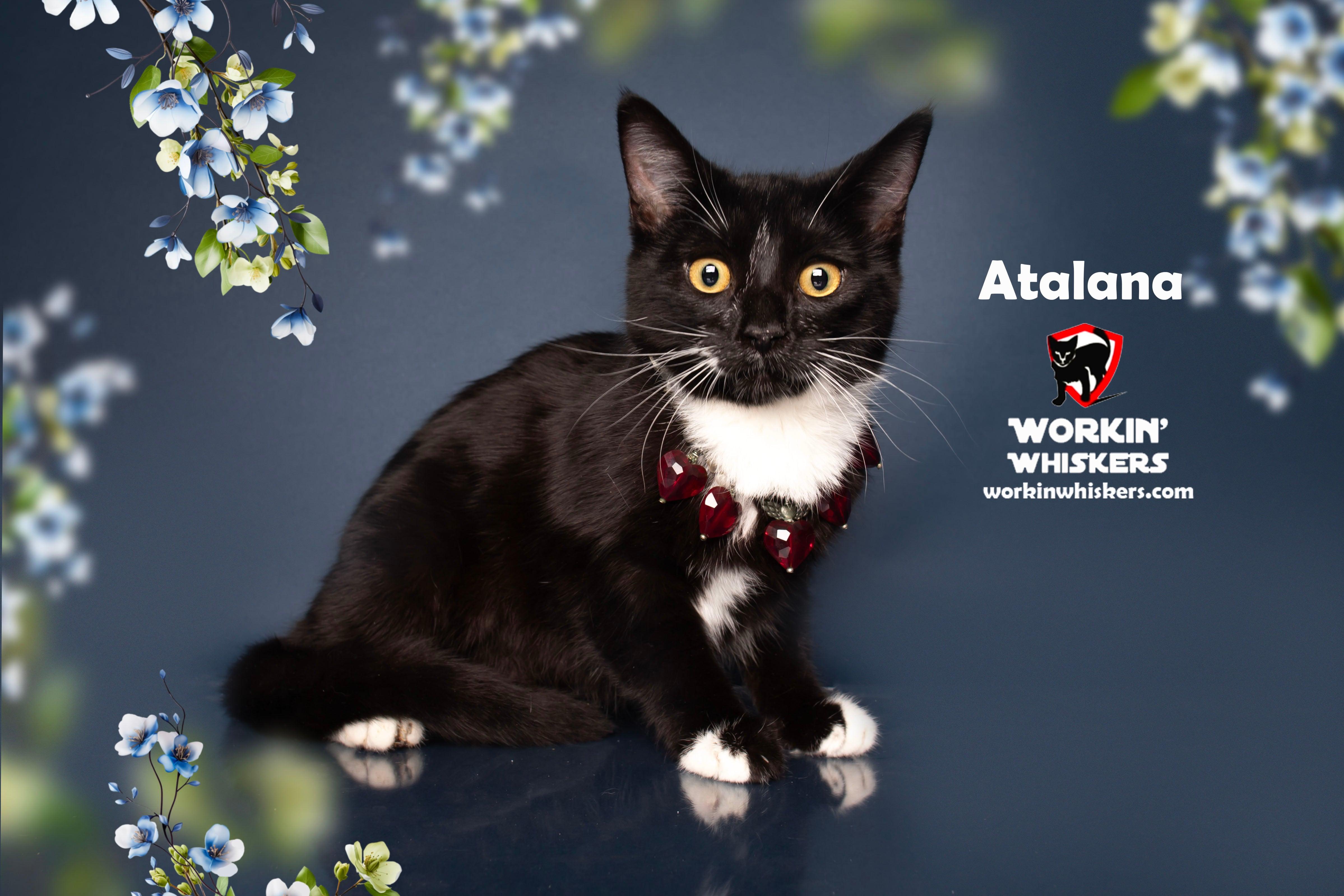 Enlarge ATALANA, an adopted mixed breed in Murrieta, CA image 5/6