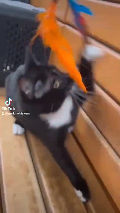 Enlarge ATALANA, an adopted mixed breed in Murrieta, CA video 2/6