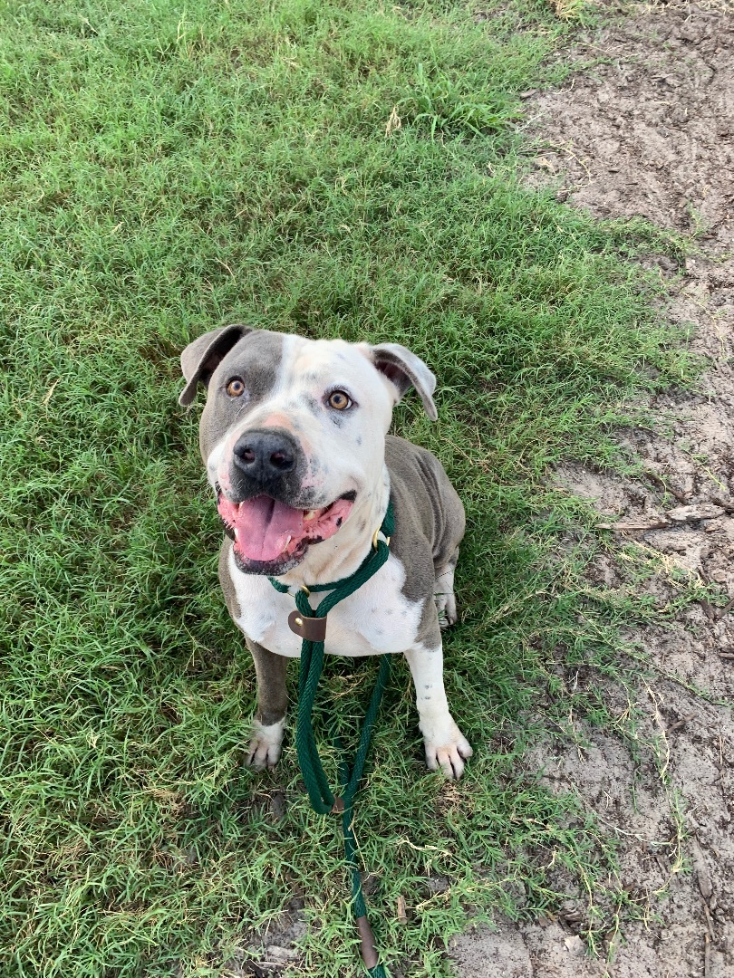 Silver, a Adoptable American Staffordshire Terrier in Rockdale, TX image 1/6