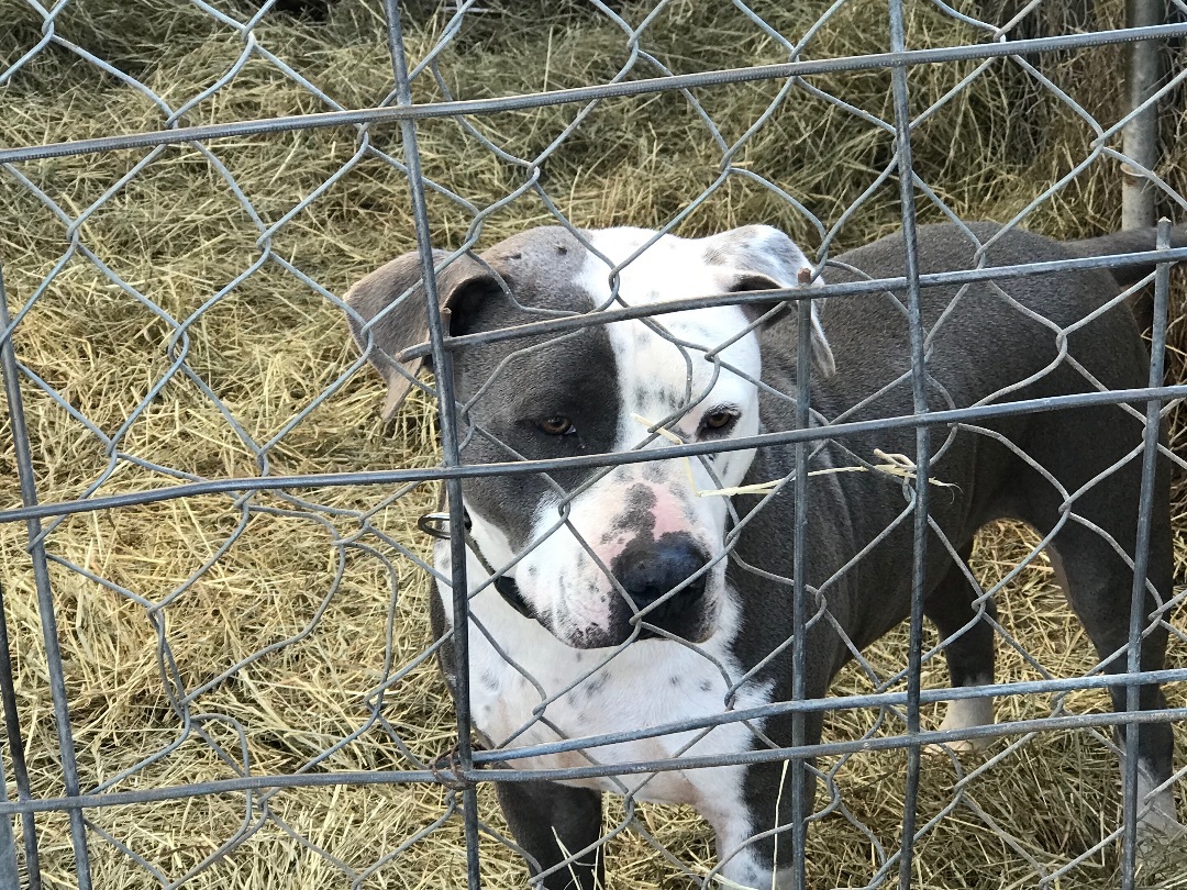 Silver, a Adoptable American Staffordshire Terrier in Rockdale, TX image 2/6