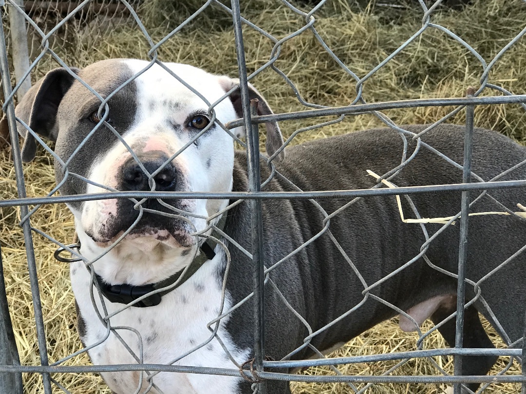 Silver, a Adoptable American Staffordshire Terrier in Rockdale, TX image 3/6