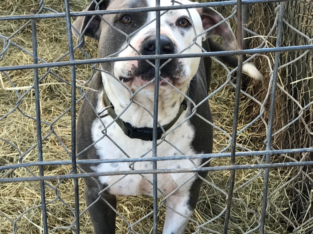 Silver, a Adoptable American Staffordshire Terrier in Rockdale, TX image 4/6