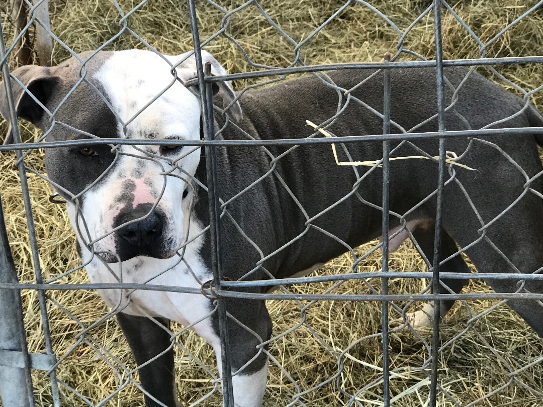 Silver, a Adoptable American Staffordshire Terrier in Rockdale, TX image 5/6