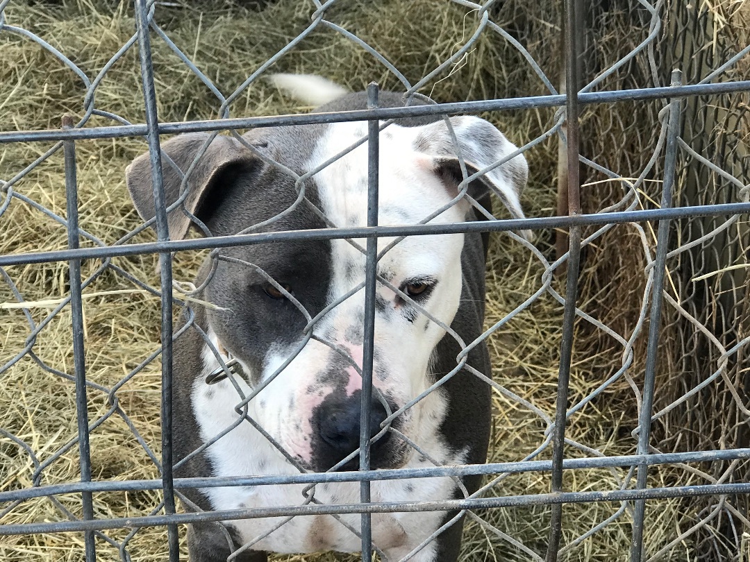 Silver, a Adoptable American Staffordshire Terrier in Rockdale, TX image 6/6