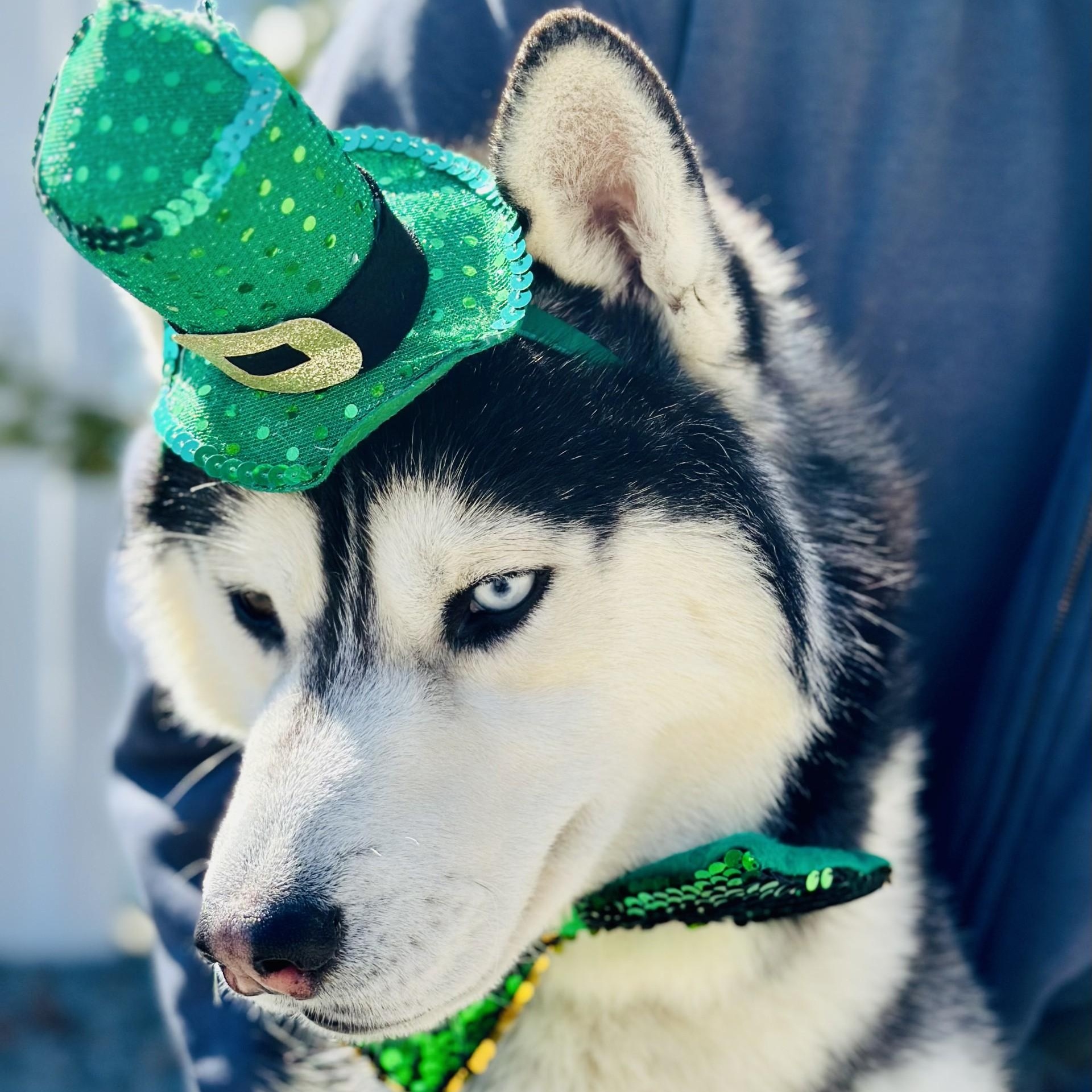 Enlarge Captain , a ADOPTABLE Siberian Husky in Manahawkin, NJ image 2/2