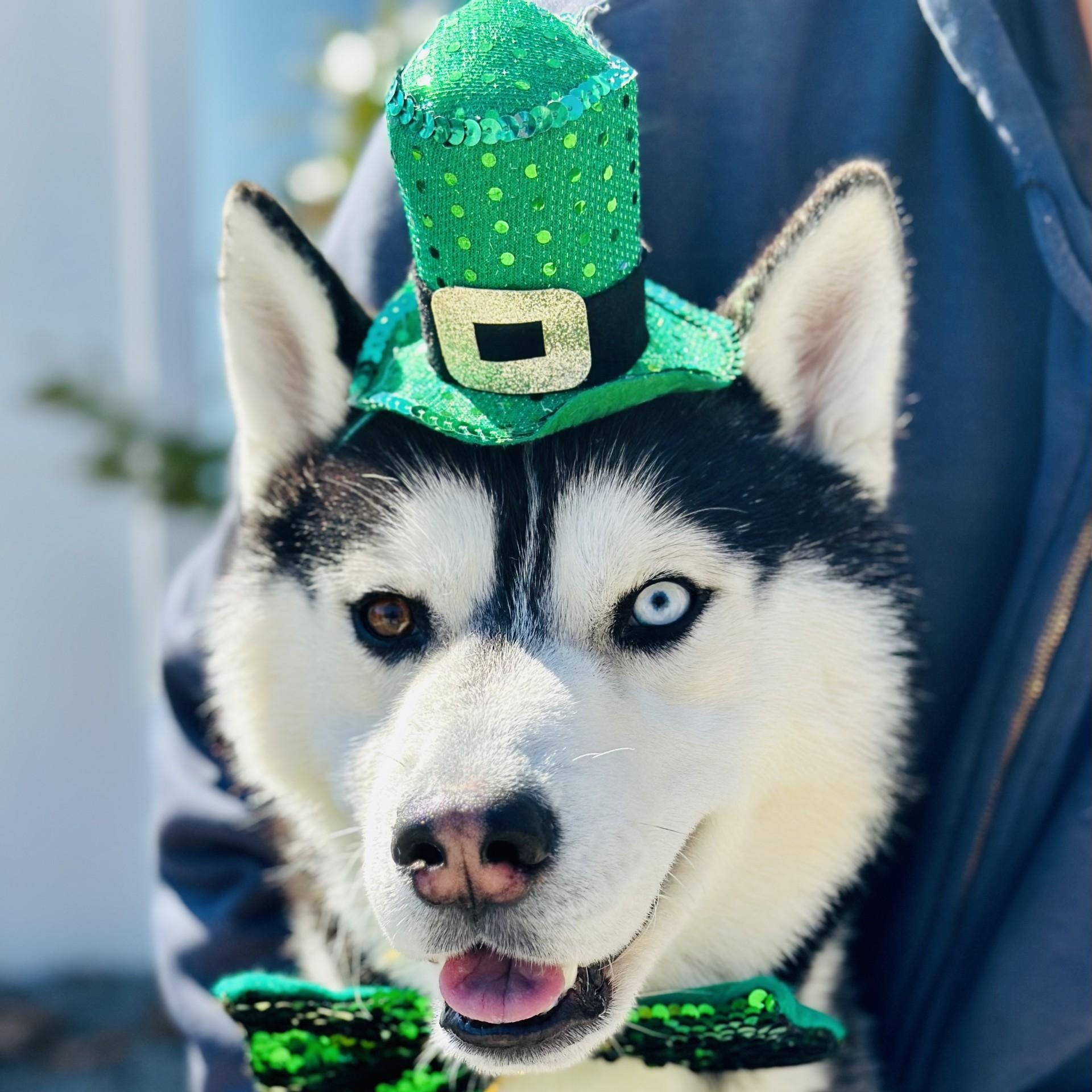 Captain , ADOPTABLE, Adult Male Siberian Husky.