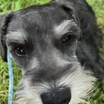 Enlarge Penelope, a Adoptable Miniature Schnauzer in Silverton, OR image 1/1