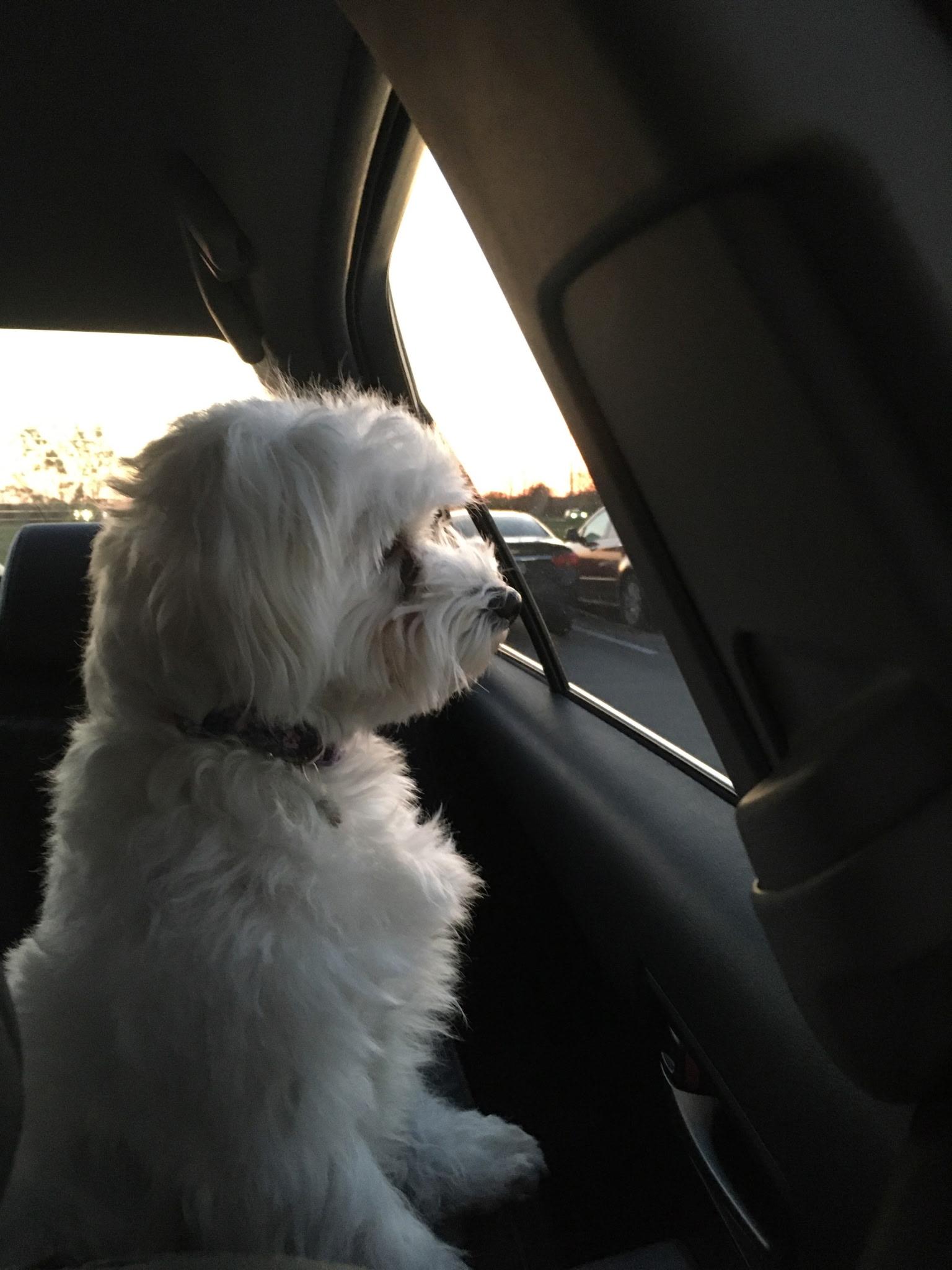 Daisy Jane, a ADOPTABLE Maltese in Overland Park, KS image 3/3
