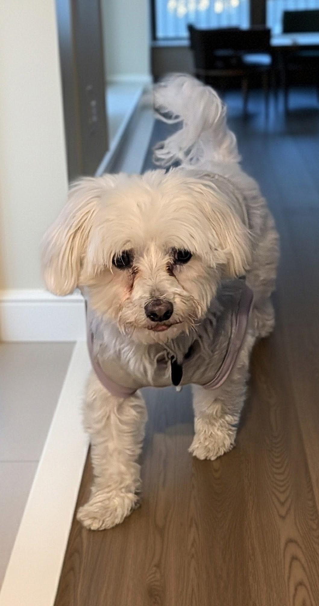 Daisy Jane, a ADOPTABLE Maltese in Overland Park, KS image 2/3