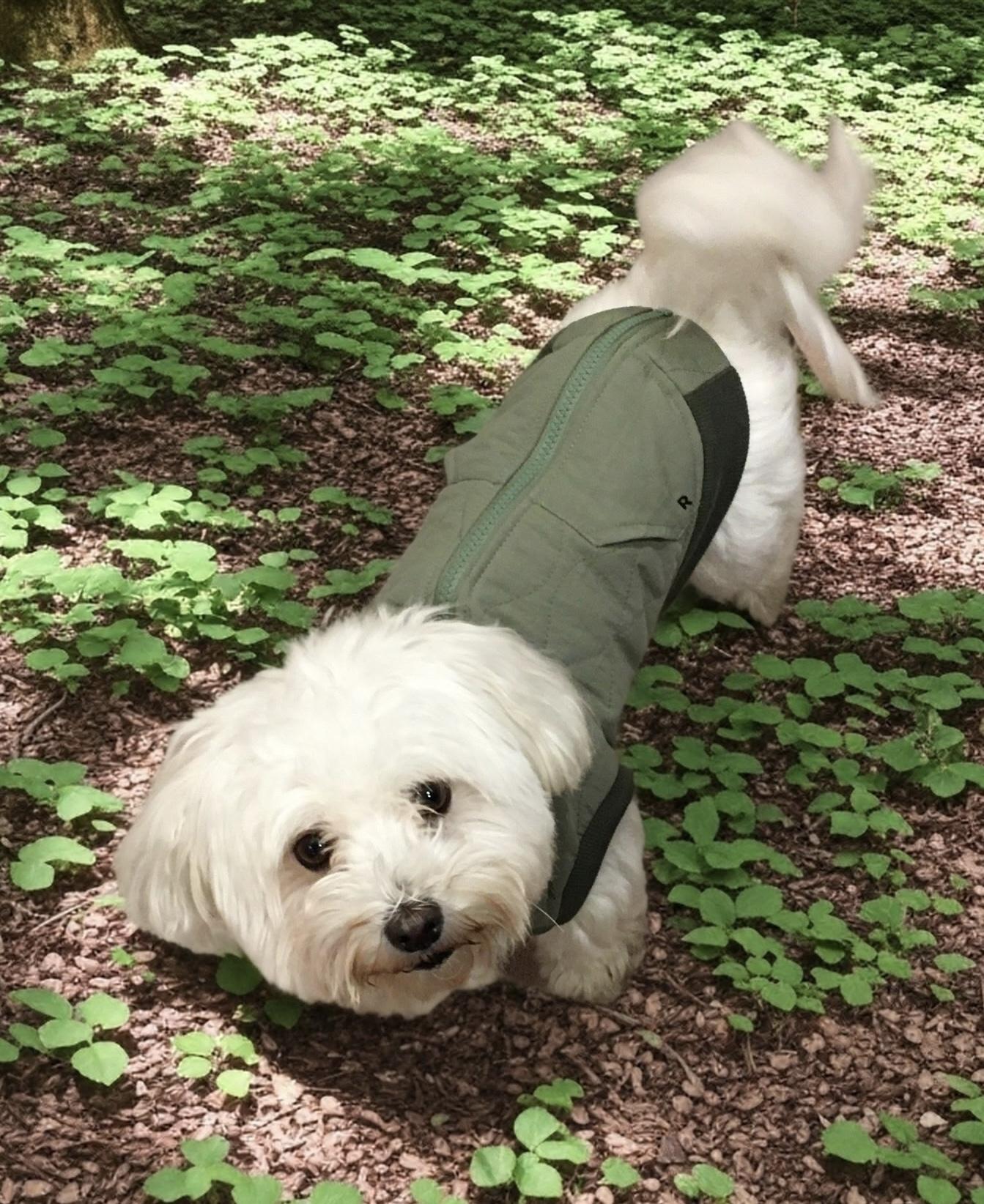 Daisy Jane, ADOPTABLE, Adult Female Maltese.