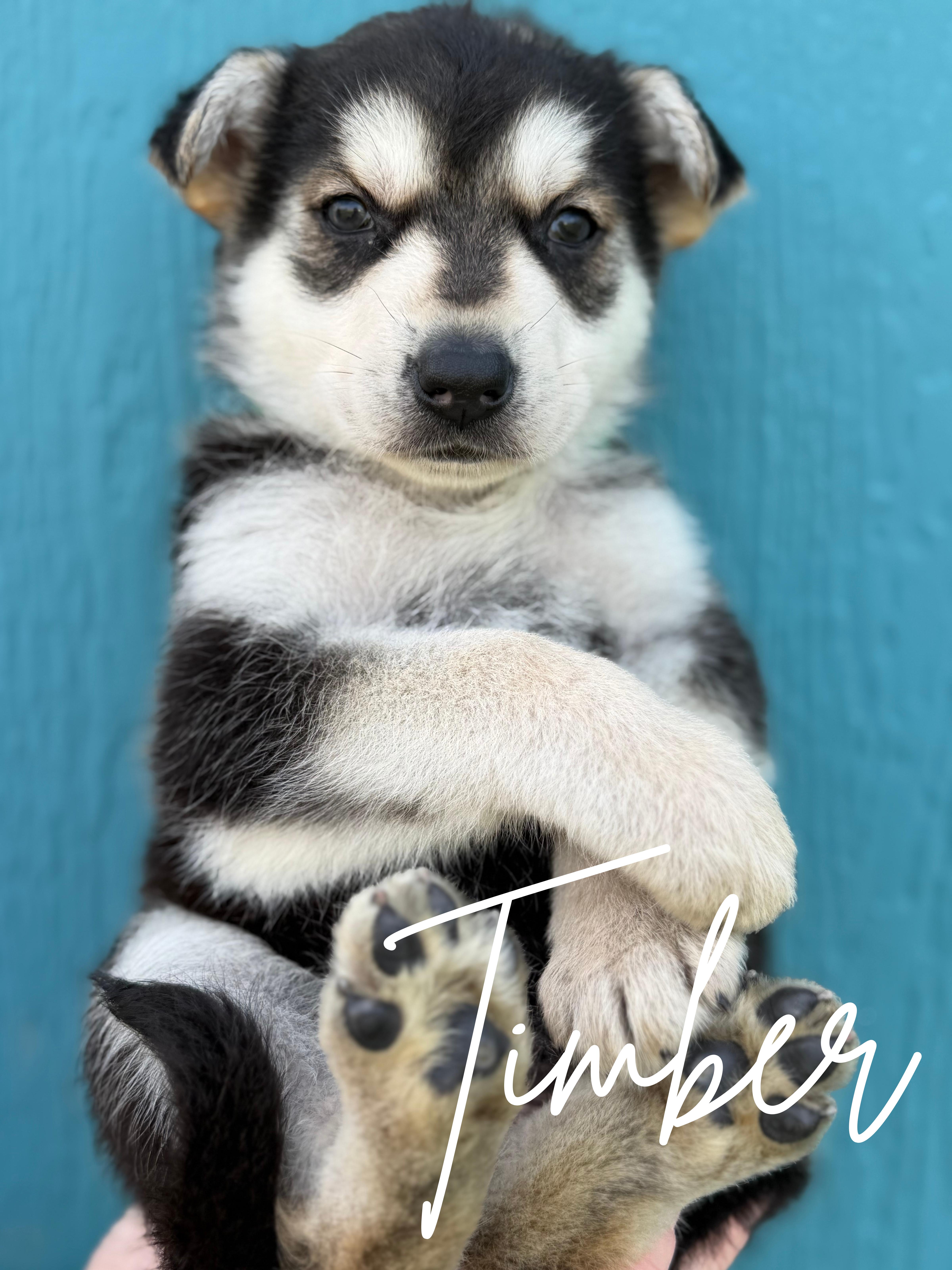 Enlarge Timber, a ADOPTABLE mixed breed in Herald, CA image 1/1