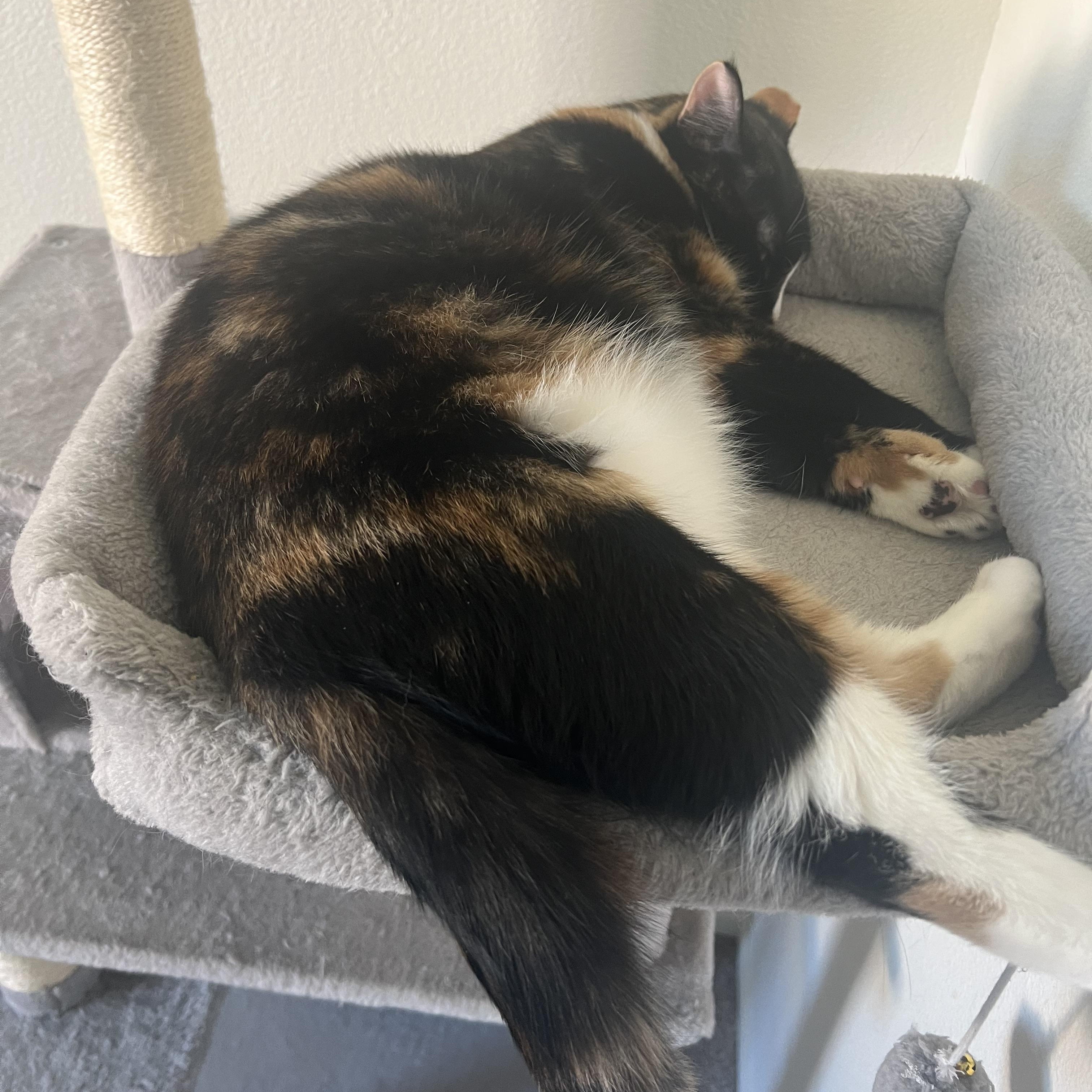 Enlarge Peaches (loving / gentle / mellow), an adopted mixed breed in San Jose, CA image 2/5