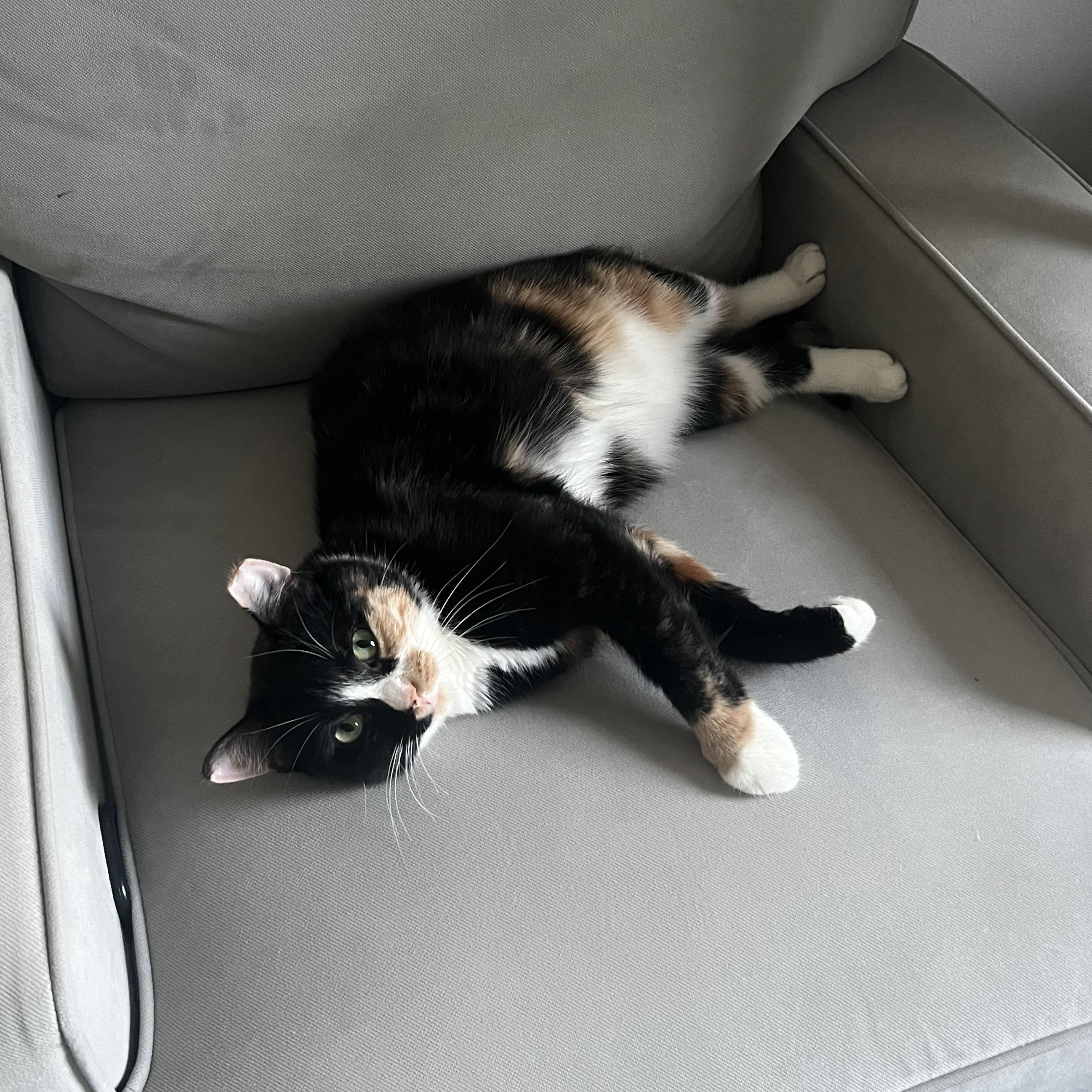 Enlarge Peaches (loving / gentle / mellow), an adopted mixed breed in San Jose, CA image 3/5