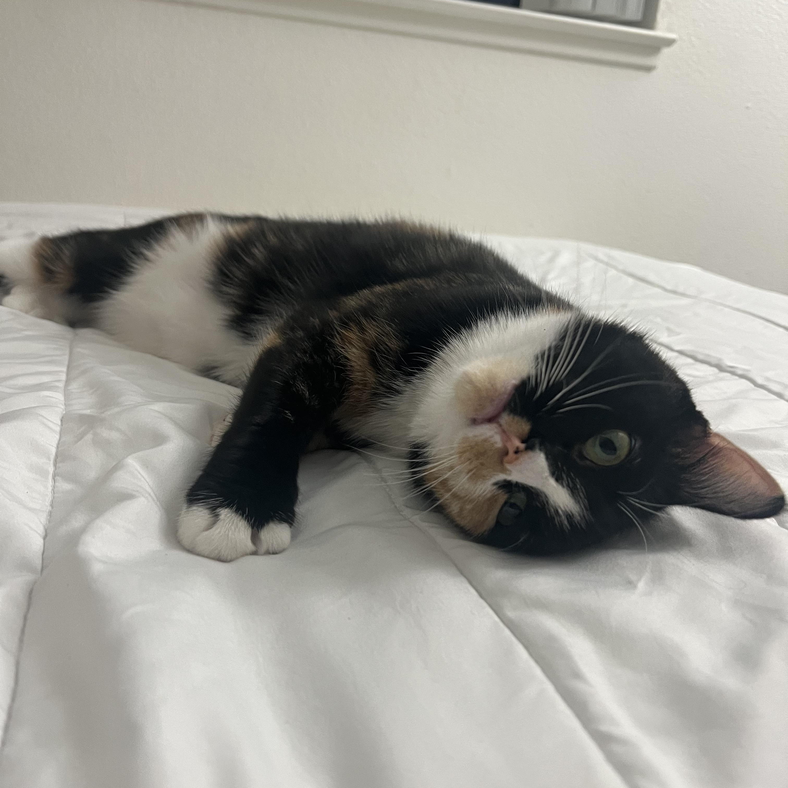 Enlarge Peaches (loving / gentle / mellow), an adopted mixed breed in San Jose, CA image 4/5