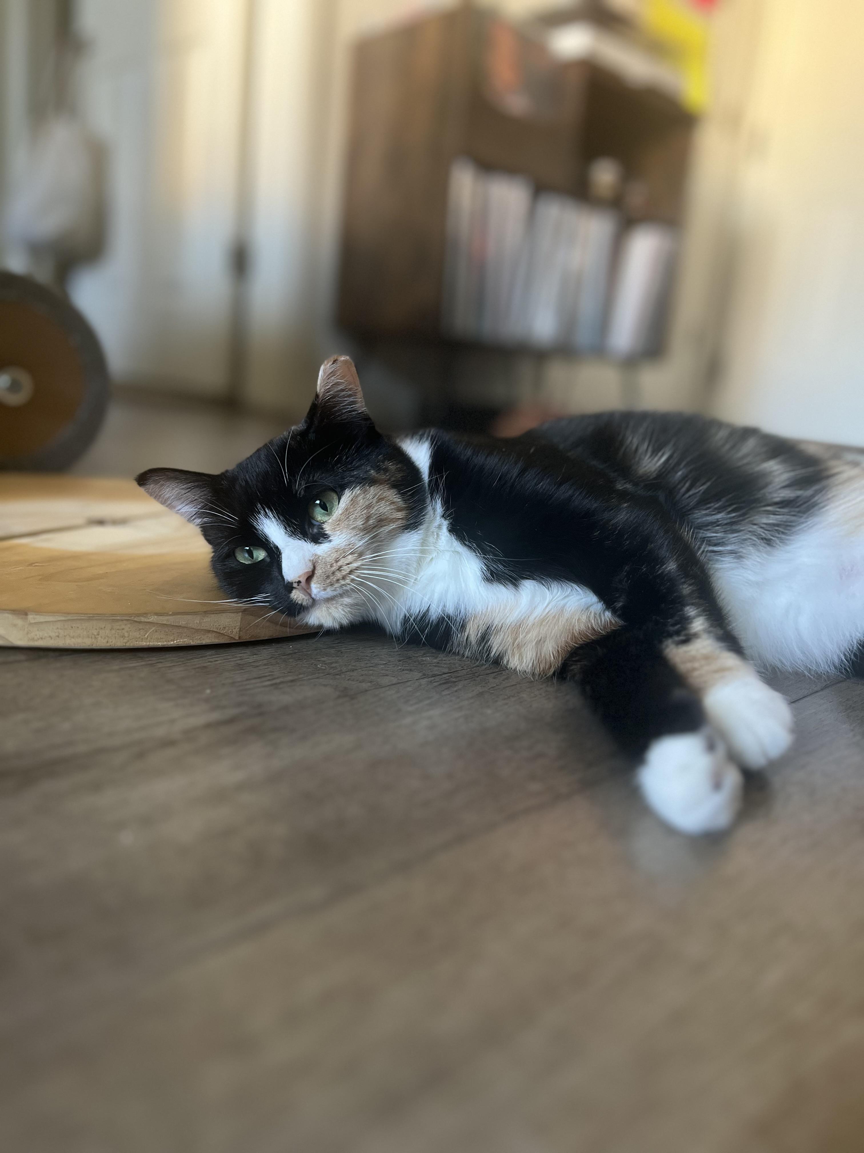 Peaches (loving / gentle / mellow), adopted, Adult Female Calico & Domestic Short Hair.