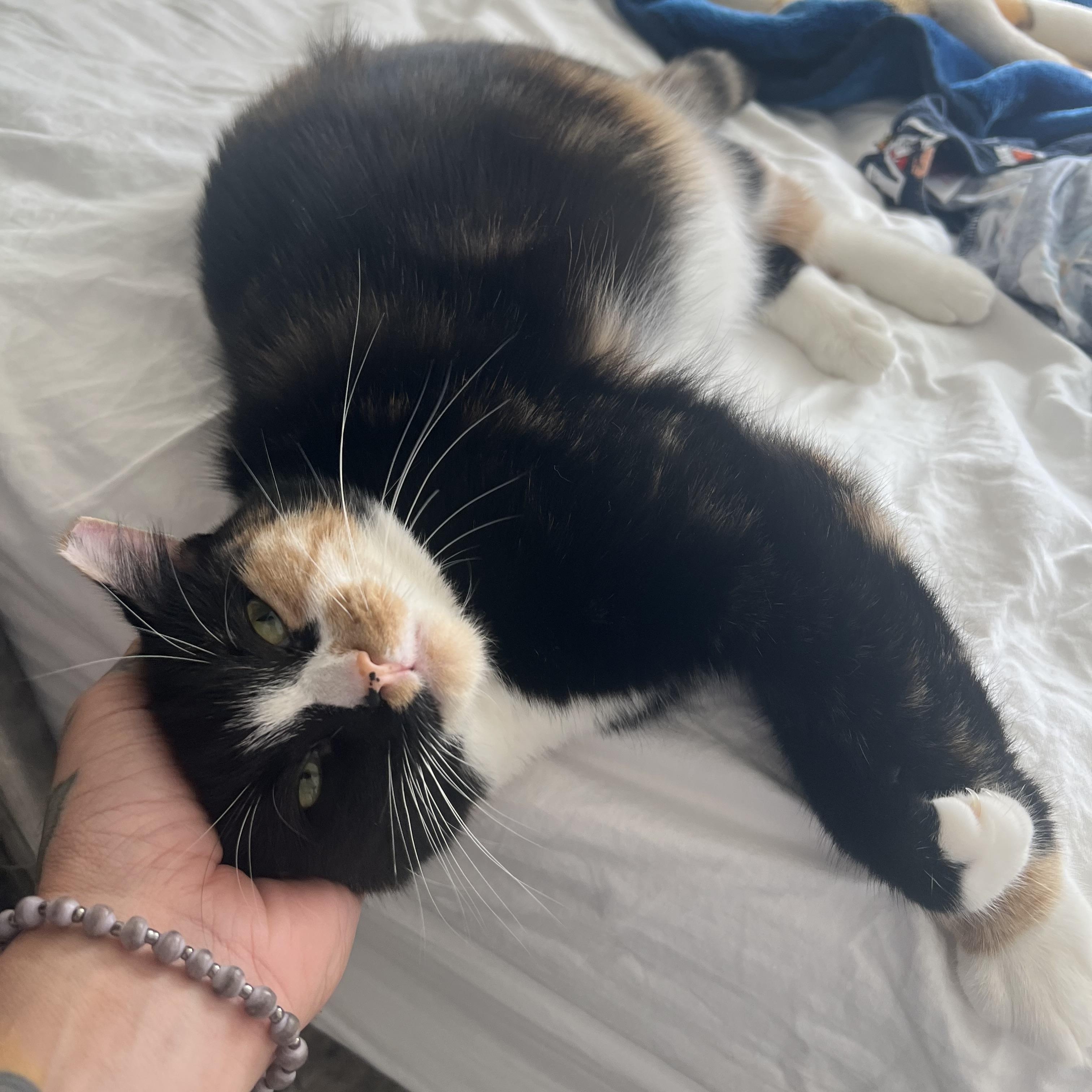 Enlarge Peaches (loving / gentle / mellow), an adopted mixed breed in San Jose, CA image 5/5