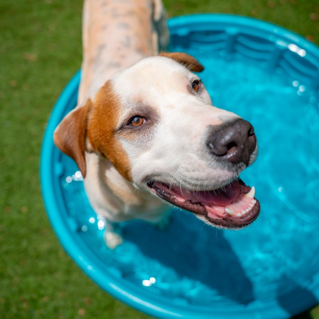 Sammy, a Adoptable Mixed Breed in Gainesville, GA image 3/6