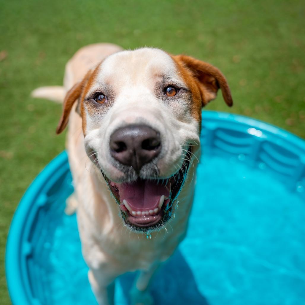 Sammy, a Adoptable Mixed Breed in Gainesville, GA image 4/6