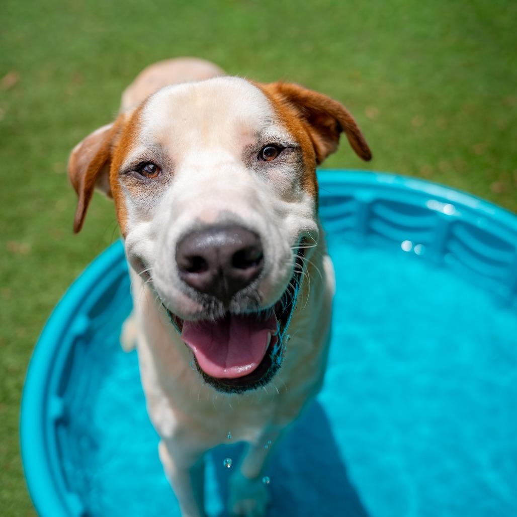 Sammy, a Adoptable Mixed Breed in Gainesville, GA image 5/6