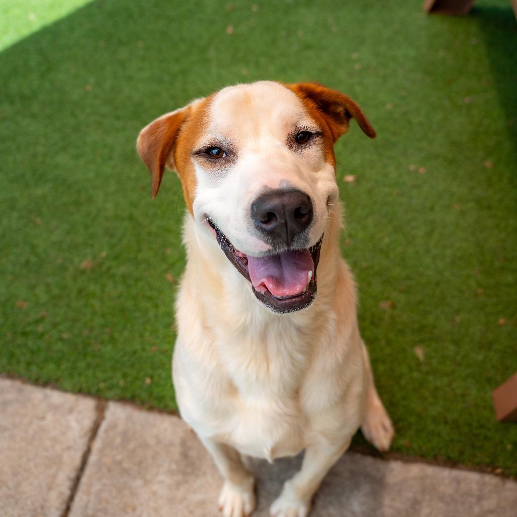 Sammy, a Adoptable Mixed Breed in Gainesville, GA image 6/6