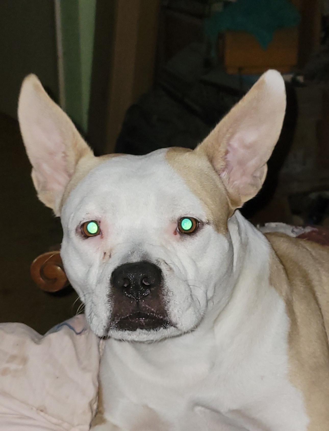 Enlarge Maggie, a Adoptable mixed breed in San Antonio, TX image 1/5