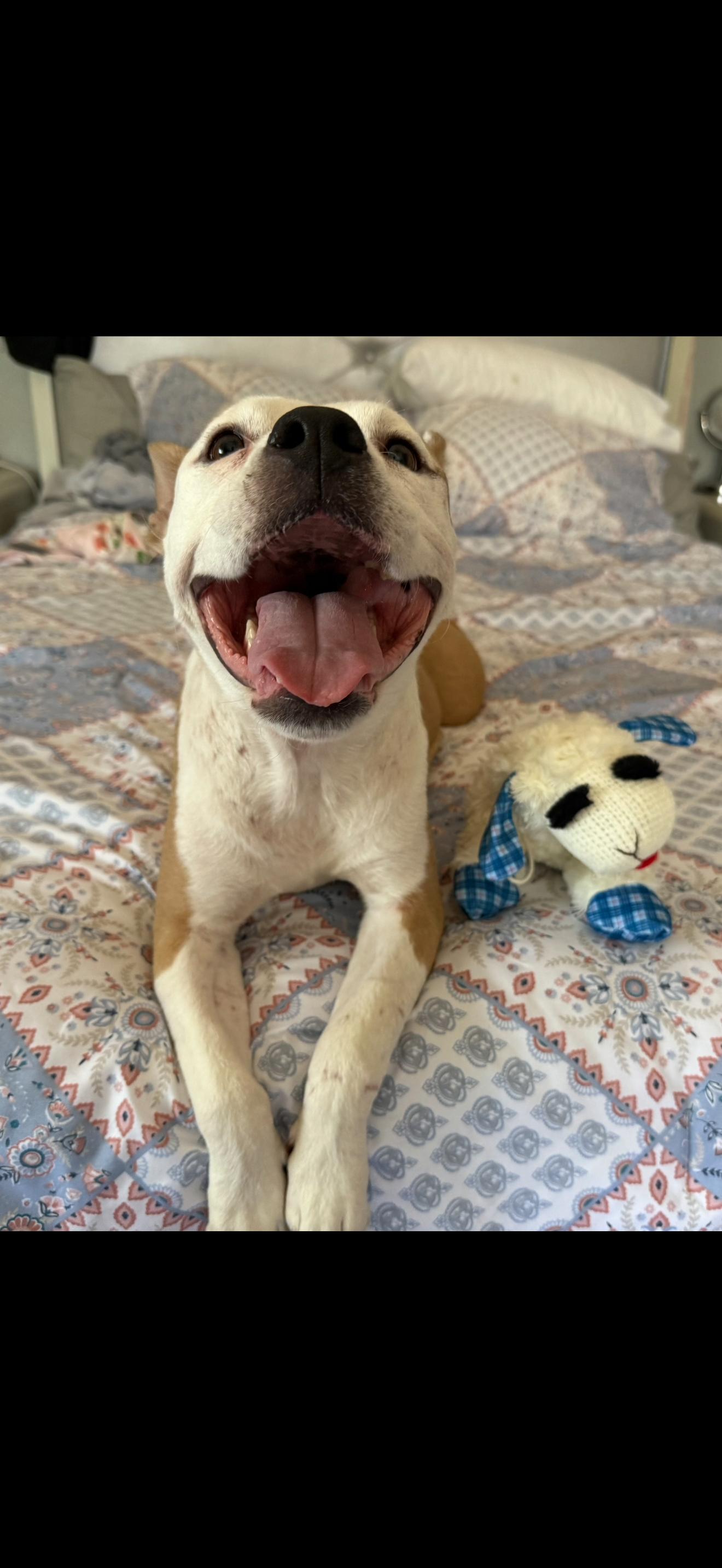 Enlarge Maggie, a Adoptable mixed breed in San Antonio, TX image 2/5