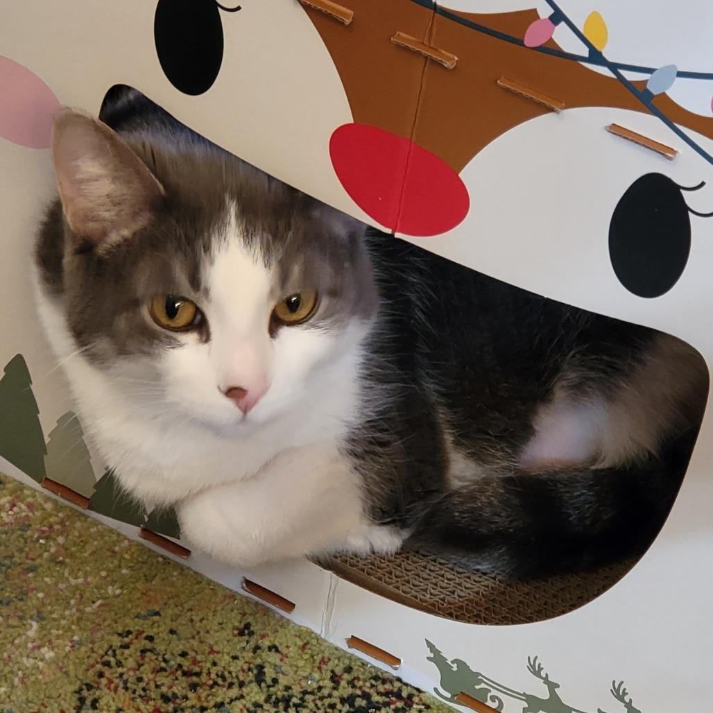 Enlarge Gaia, a Adoptable mixed breed in Skokie, IL image 1/5