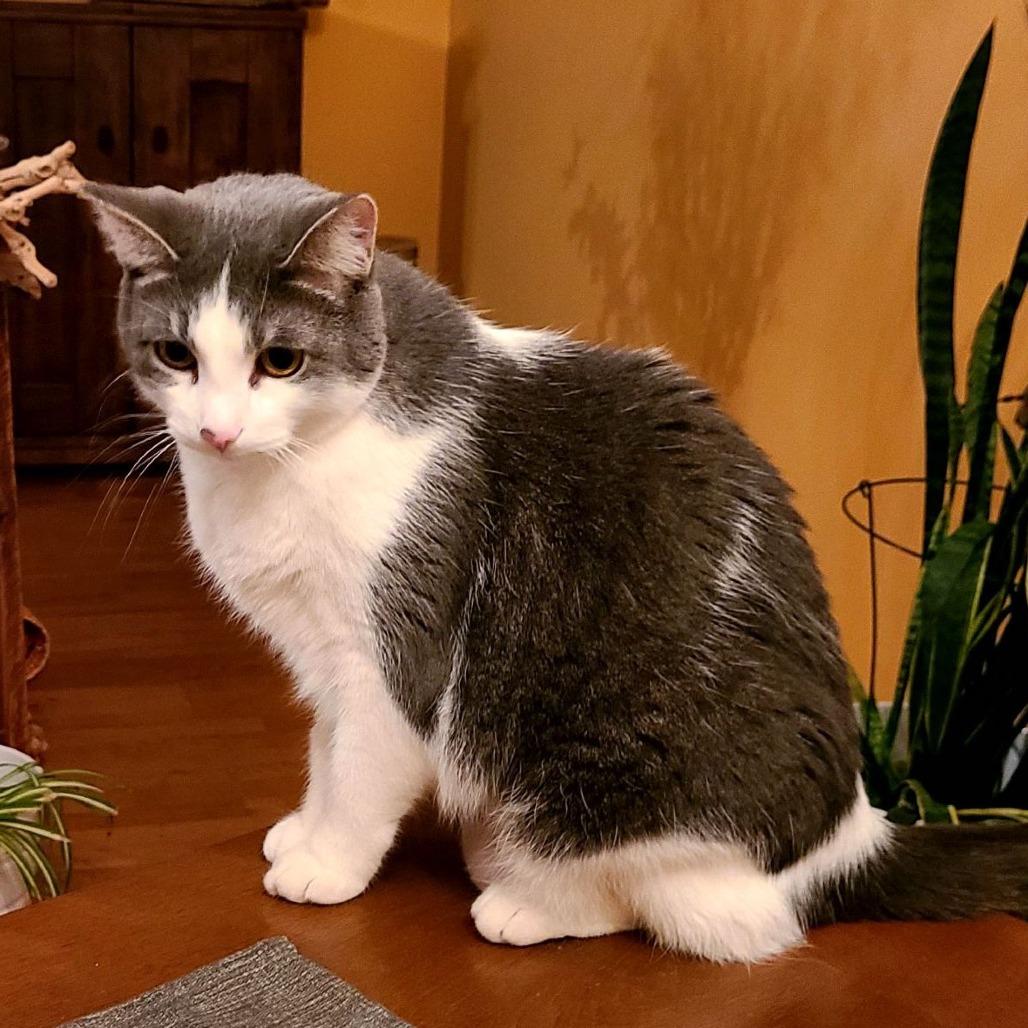 Enlarge Gaia, a Adoptable mixed breed in Skokie, IL image 2/5