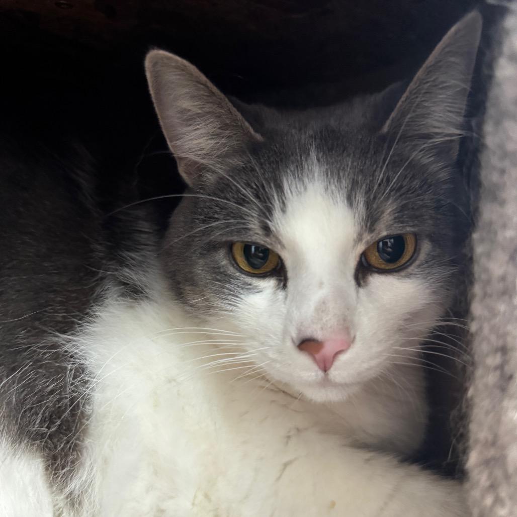 Gaia — thumbnail 4