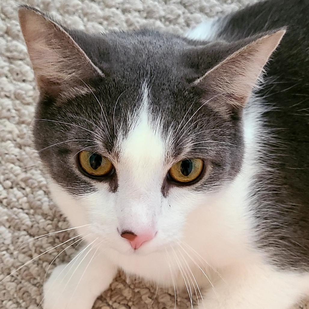 Enlarge Gaia, a Adoptable mixed breed in Skokie, IL image 5/5