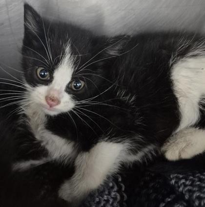 Vesper, Adoptable, Young Male Domestic Short Hair & Domestic Short Hair.