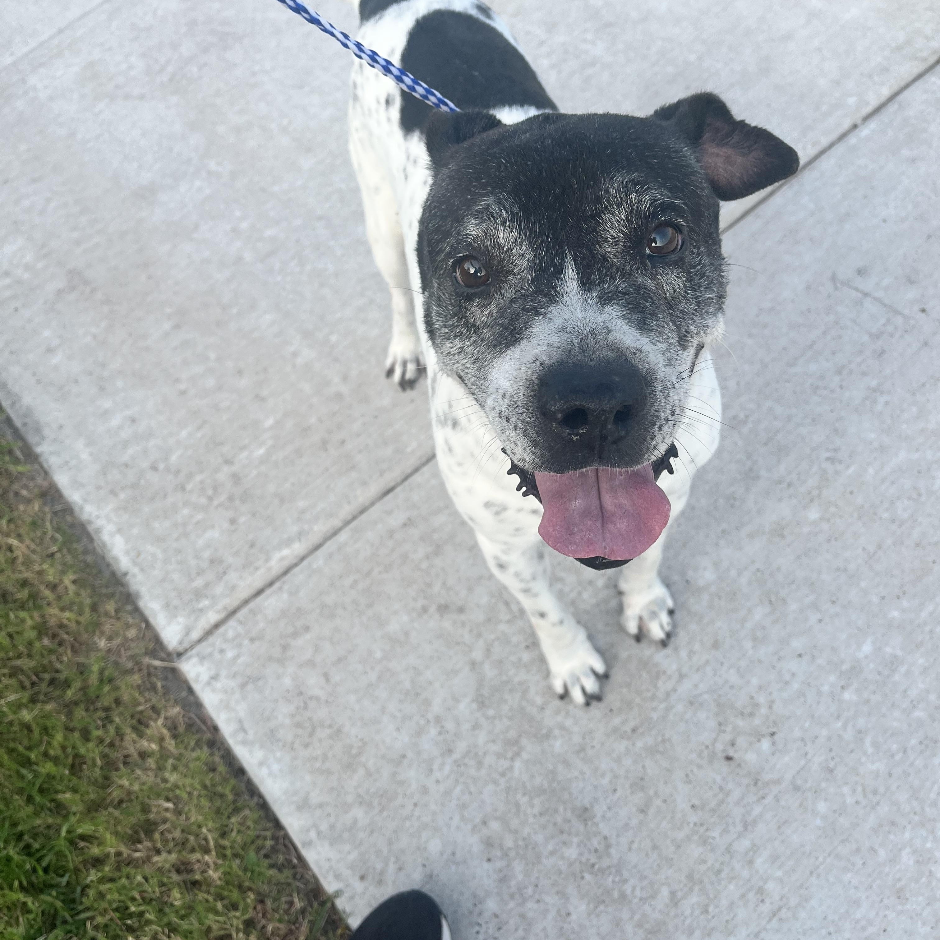 cupid, Senior Male Pit Bull Terrier