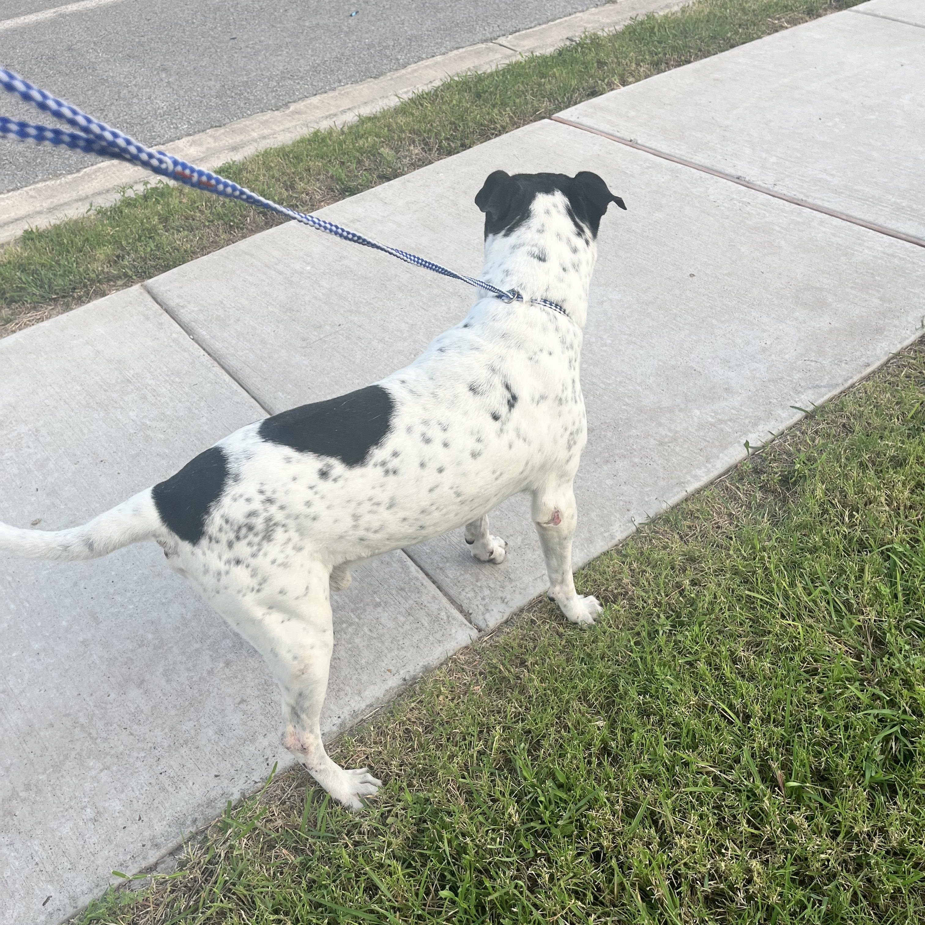 cupid, an adoptable Pit Bull Terrier in Eau Claire, WI, 54703 | Photo Image 4