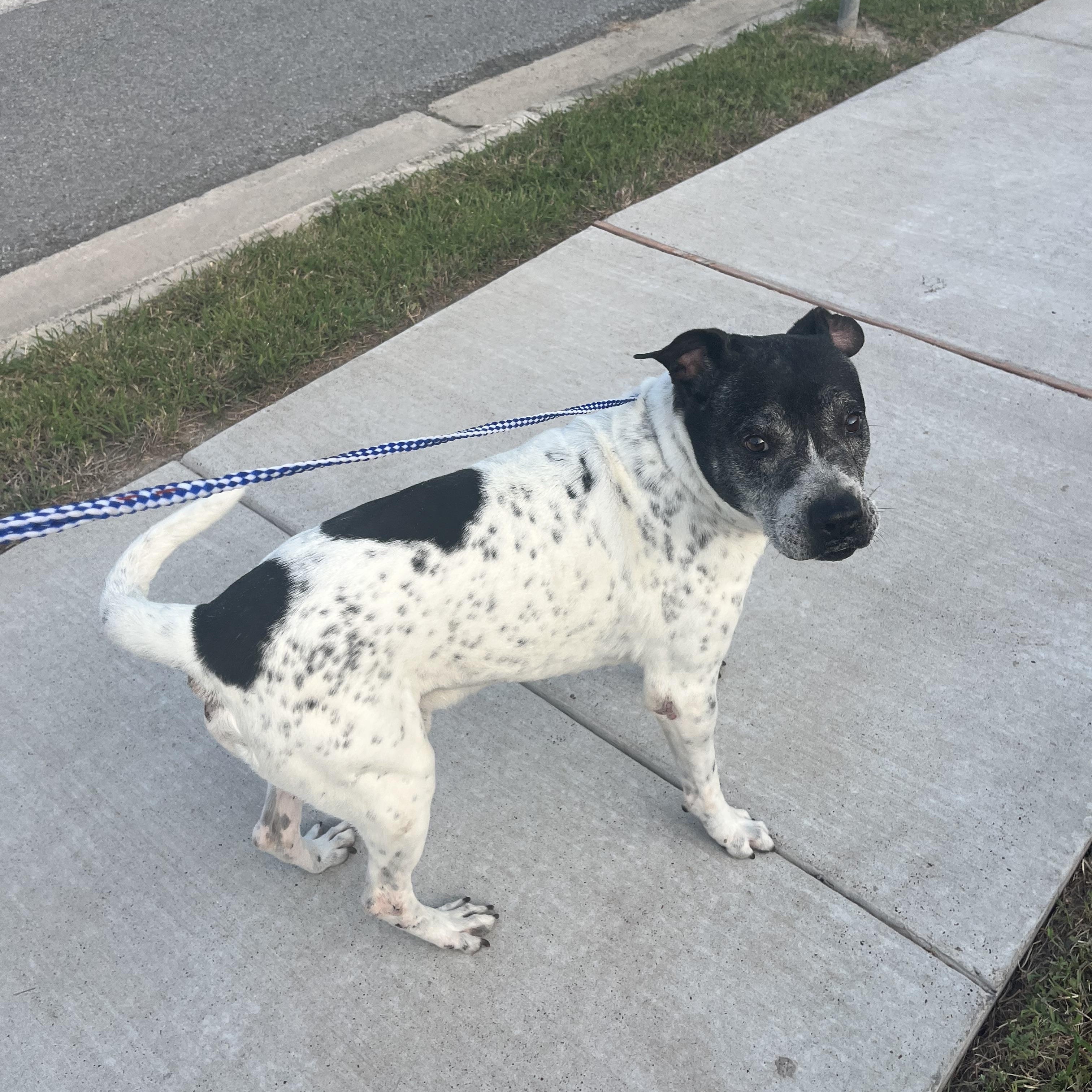 cupid, an adoptable Pit Bull Terrier in Eau Claire, WI, 54703 | Photo Image 3