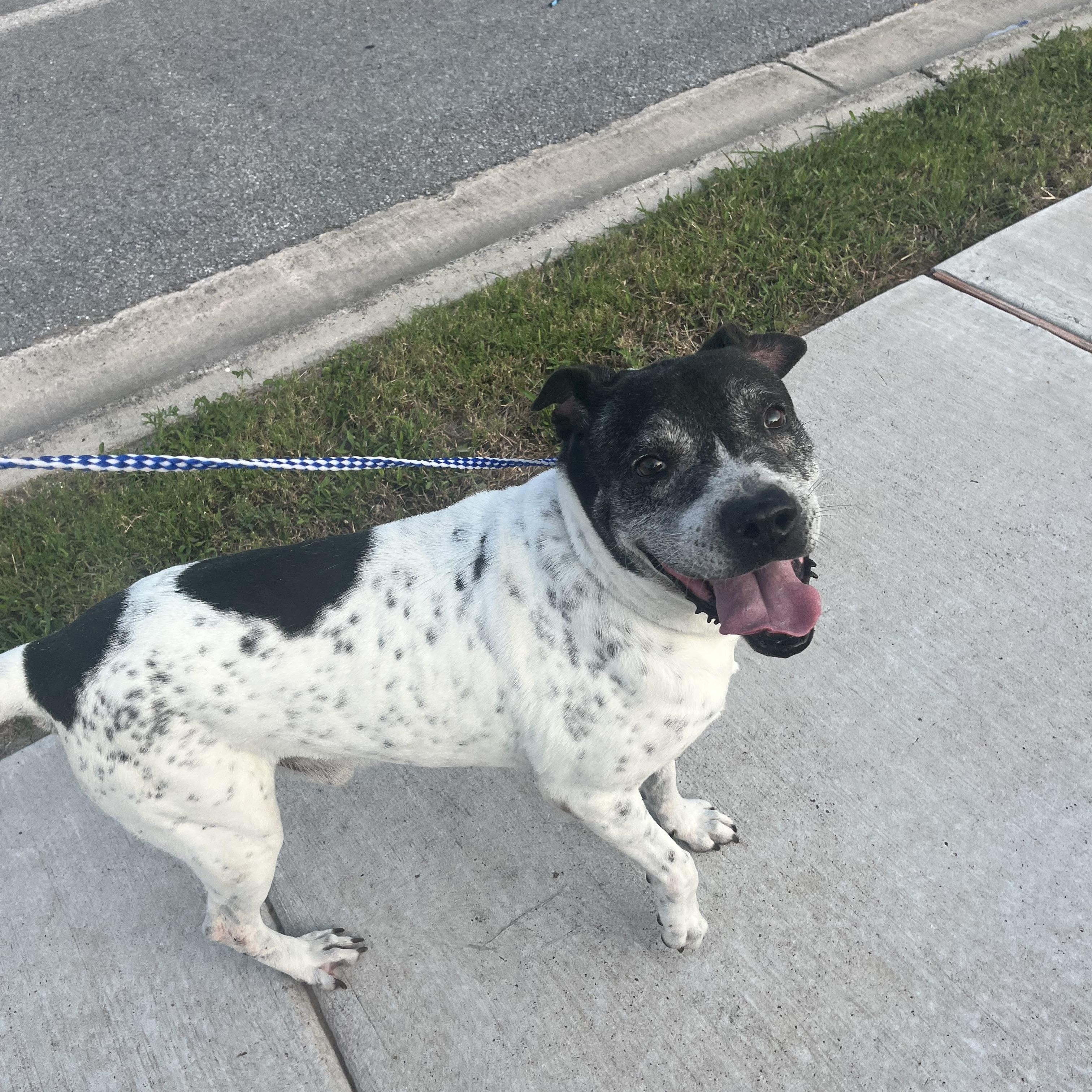 cupid, an adoptable Pit Bull Terrier in Eau Claire, WI, 54703 | Photo Image 2