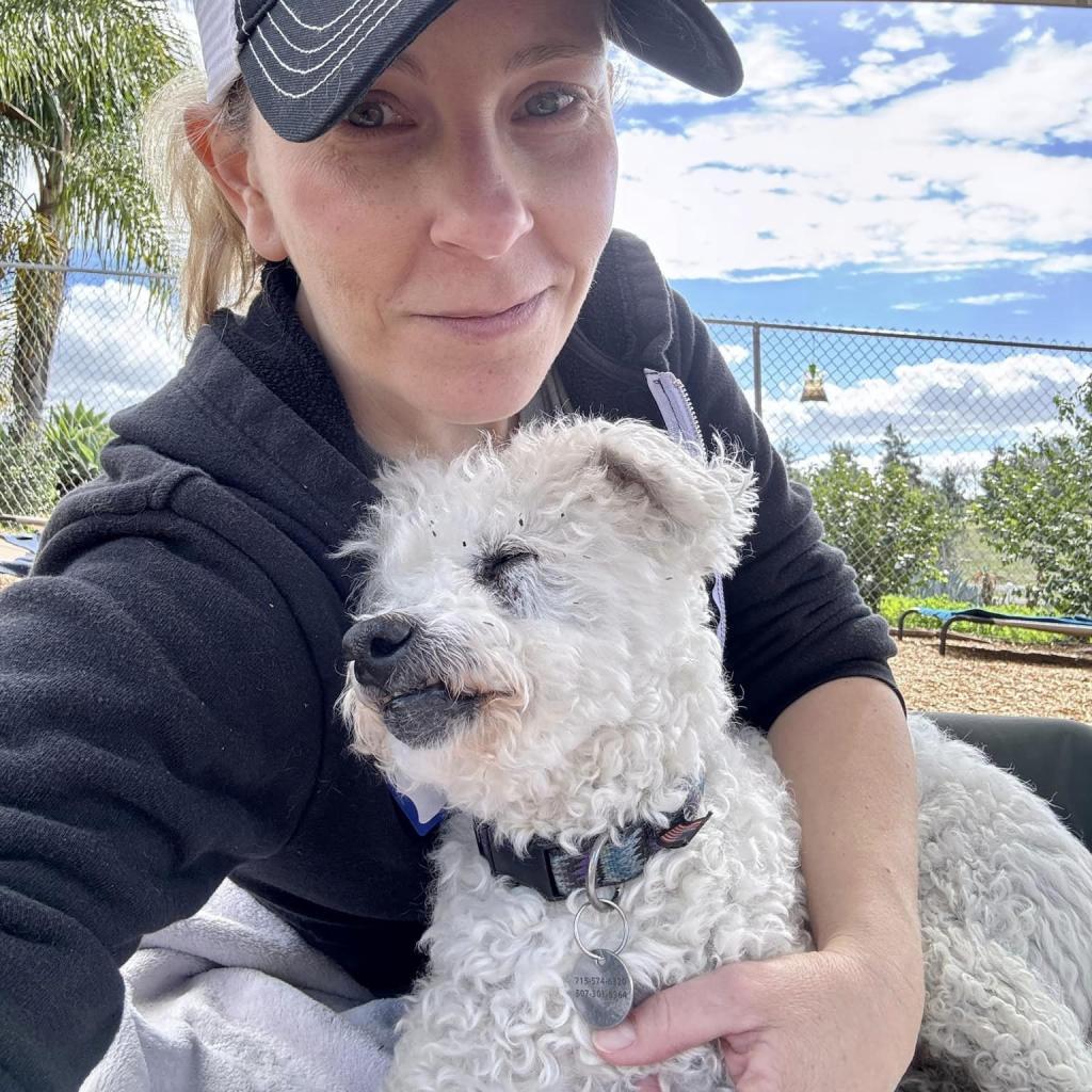 Max Mailman, a Adoptable Poodle in Ramona, CA image 3/6