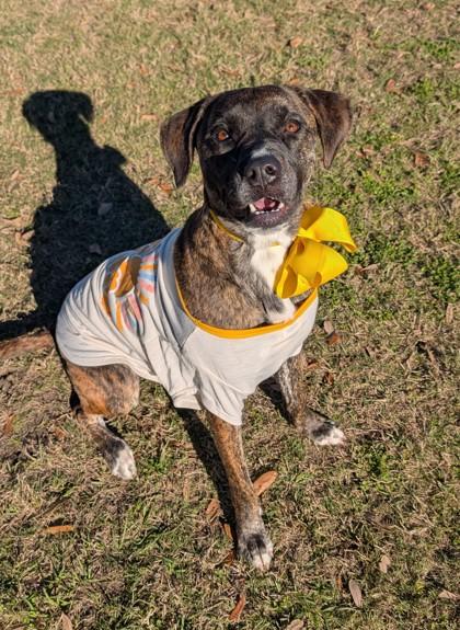 Sunshine, Adoptable, Adult Female Labrador Retriever & Mixed Breed.