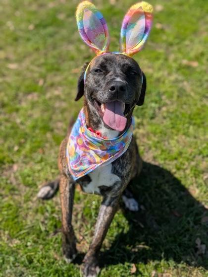 Sunshine, Adoptable, Adult Female Labrador Retriever & Mixed Breed.